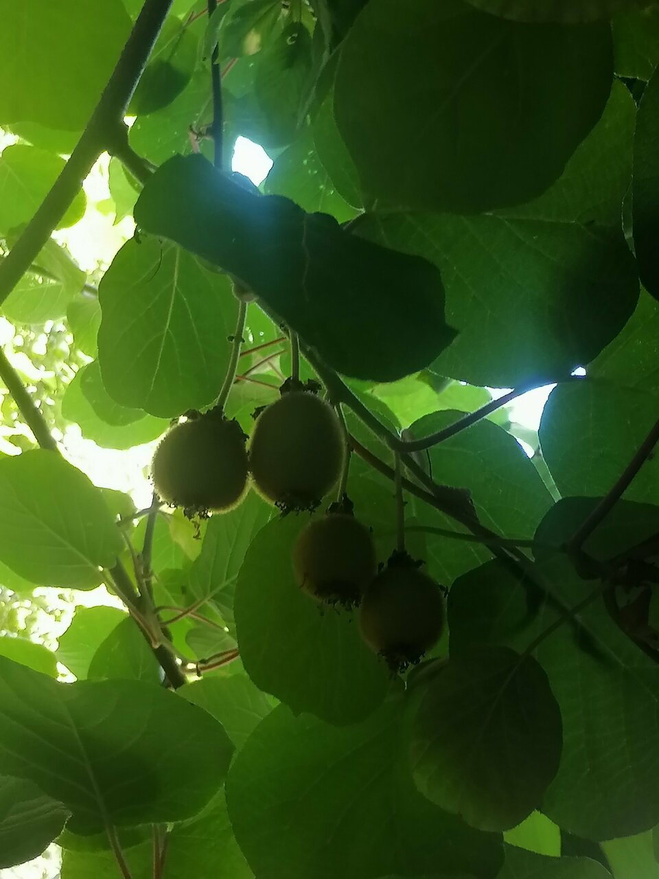 Гостиница Ростовчанка Лазаревское-144